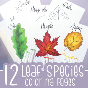 Leaf Coloring Pages for Kids & Adults