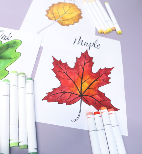 Leaf Coloring Pages for Kids & Adults - Image 17